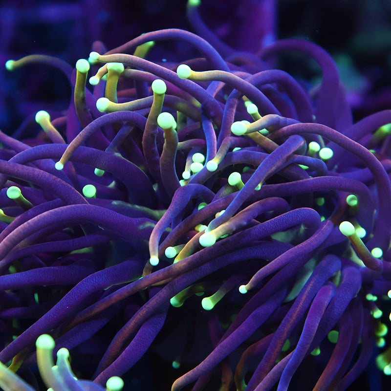 TCK Yellow Tips Indo Gold Torch