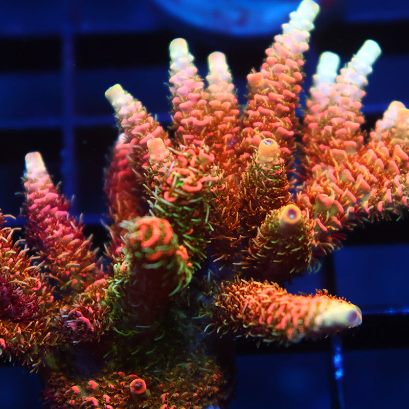 XL JF Solar Flare Milli Mini Colony