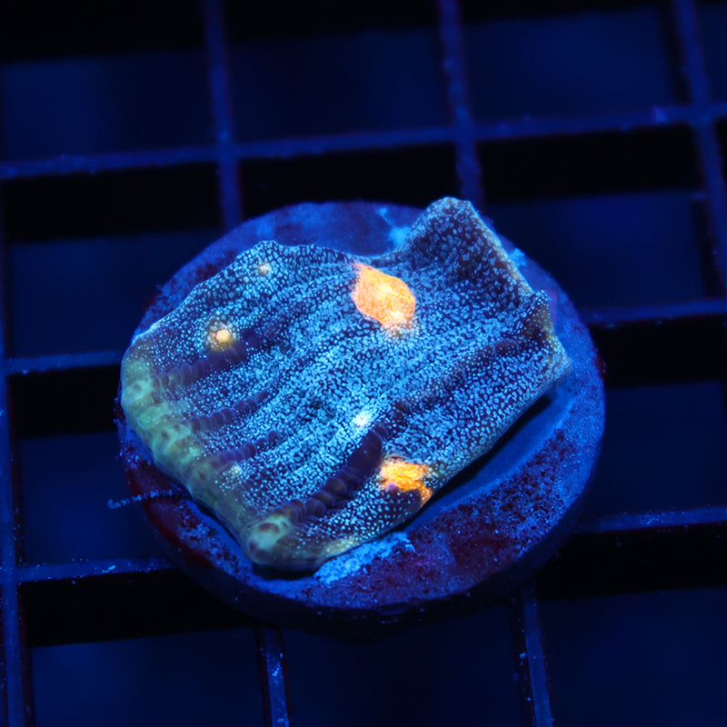 TCK Halloween Mycedium
