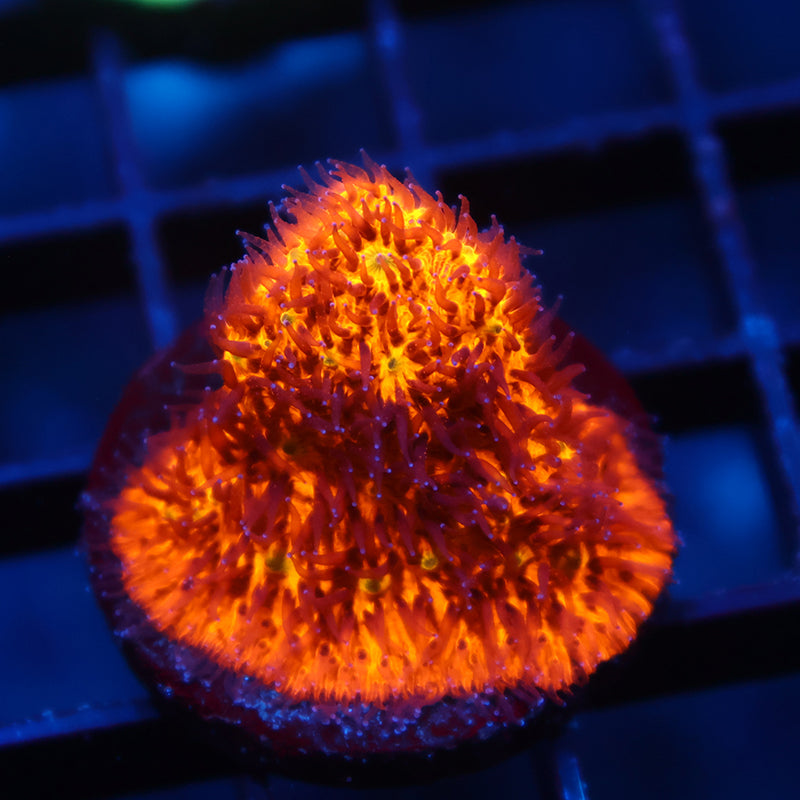 TCK Bright Orange Litho