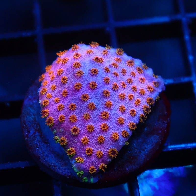 Skittles Bomb Cyphastrea