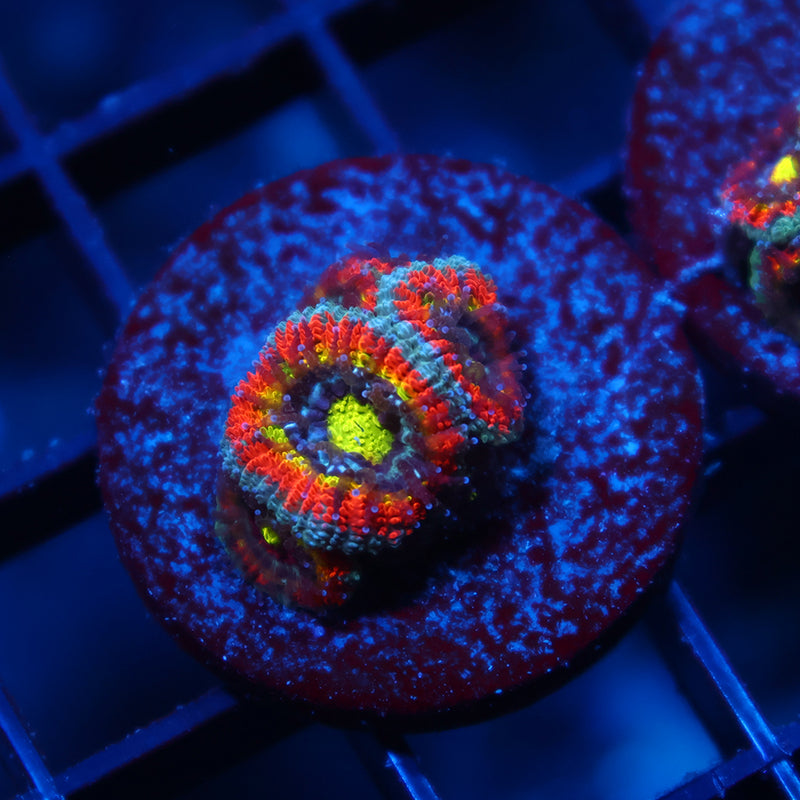 TCK HG Micromussa
