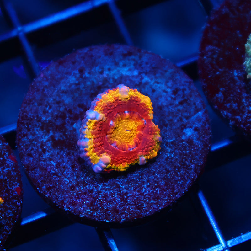 TCK Rainbow Acan