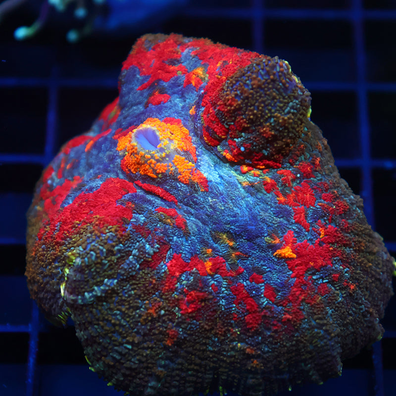 TCK Rainbow Rhodactis