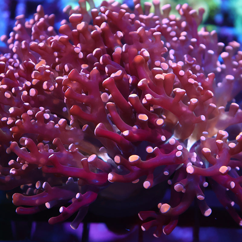 Lg TCK Branching Peach Frogspawn