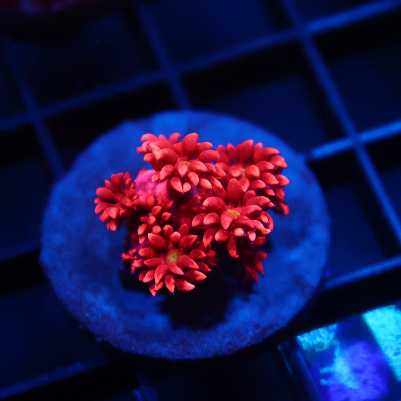 TCK Red Goni