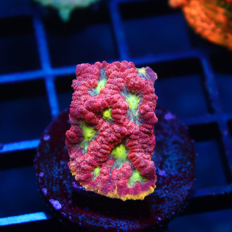WWC Blood Diamond Favia