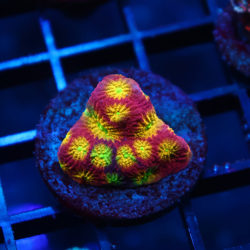 TCK Grafted Fire Favites
