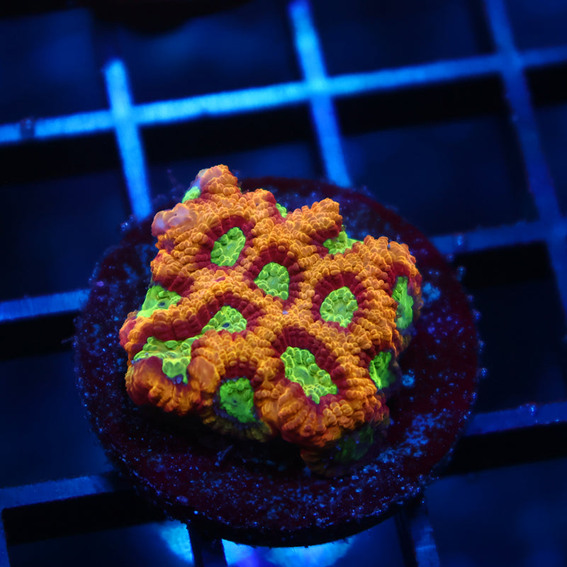 TCK Burning Rim Favia