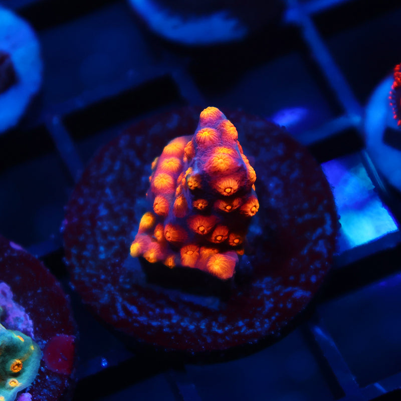 TCK Abstract Cyphastrea