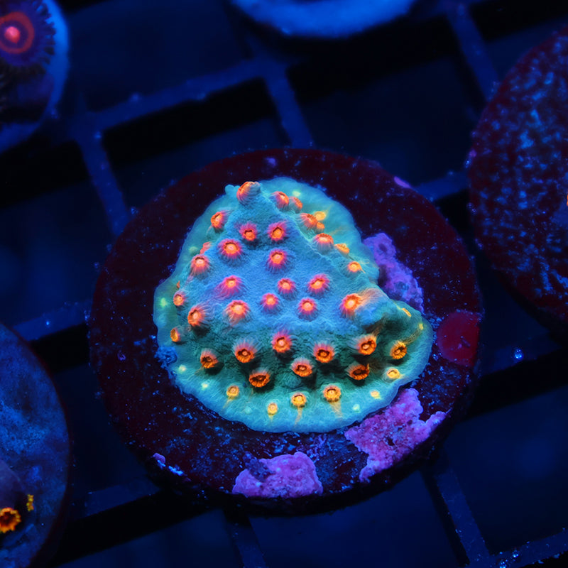 TCK Rainbow Comet Cyphastrea