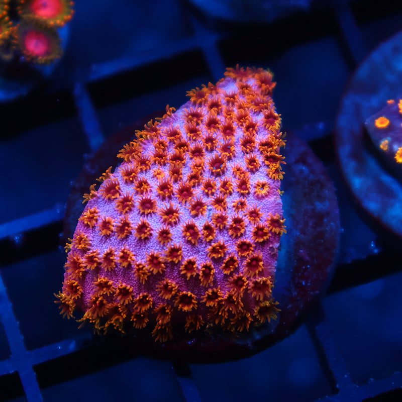 Skittles Bomb Cyphastrea