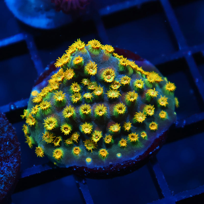 Zoolander Cyphastrea