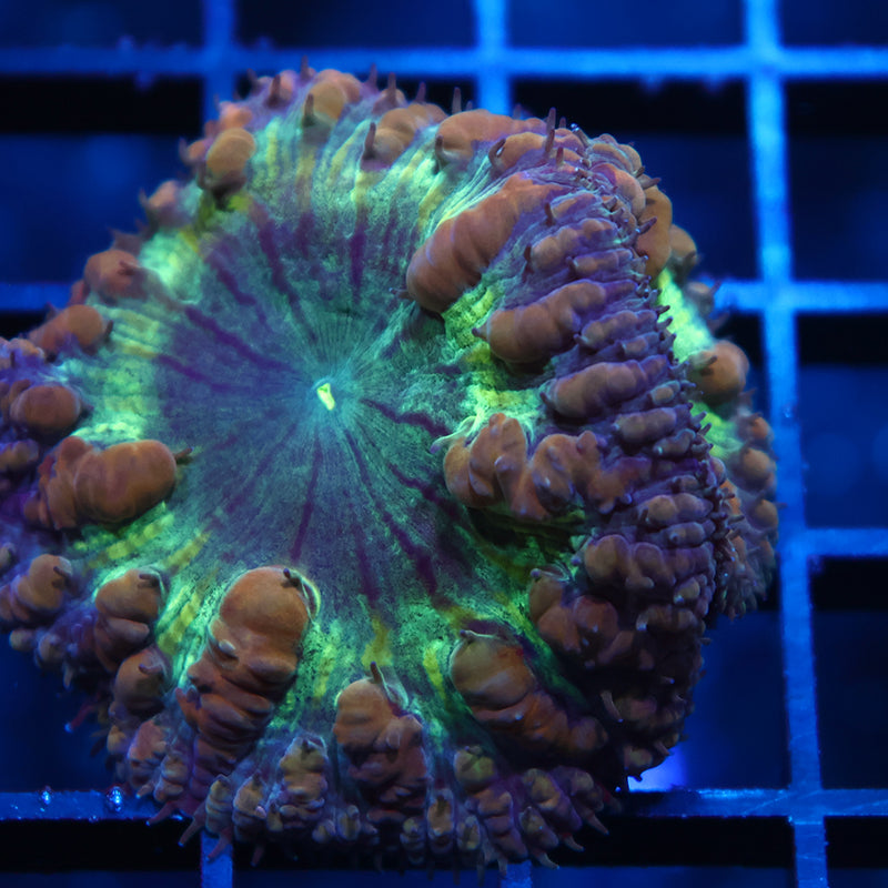 TCK Massive Polyp Green Blasto