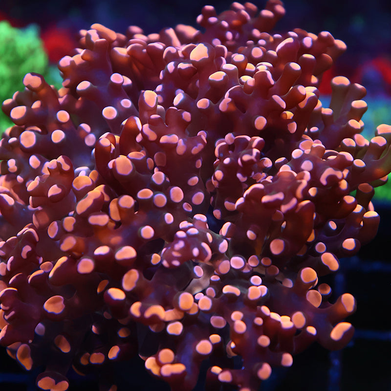 TCK Branching Gold Frogspawn