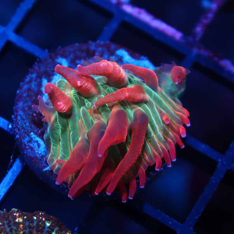 BSA Crazy Diaseris