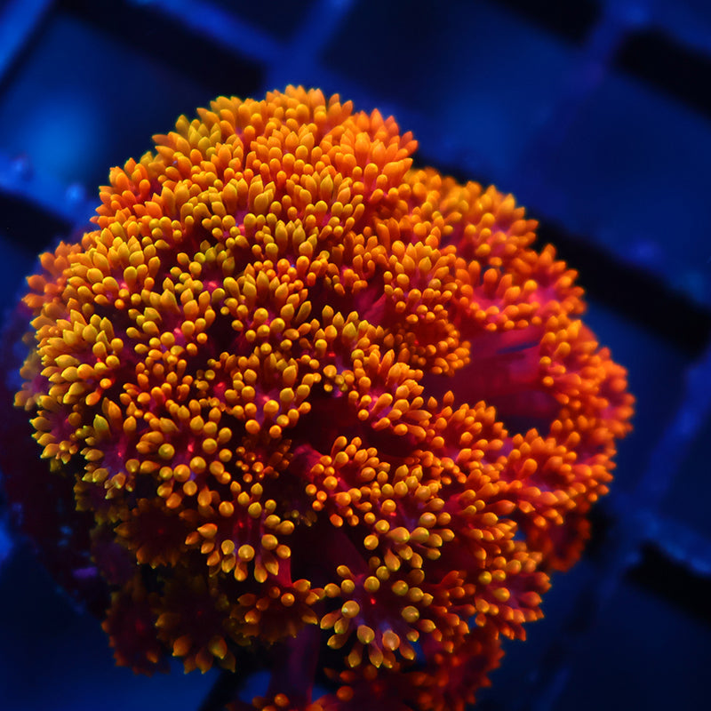 TCK Rainbow Crunch Goni Bernardpora