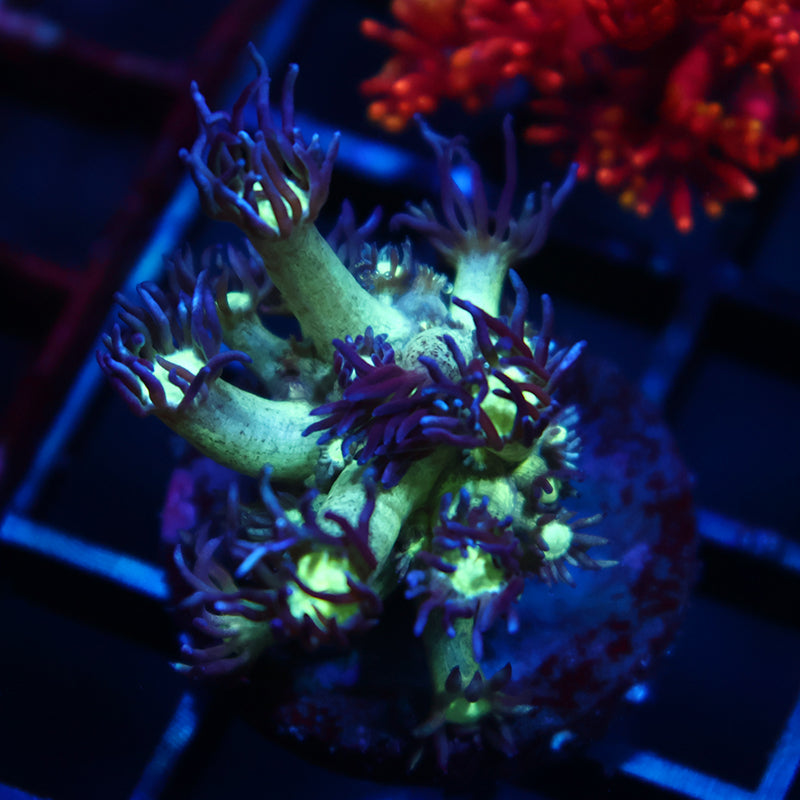 UC Space Glitter Goni
