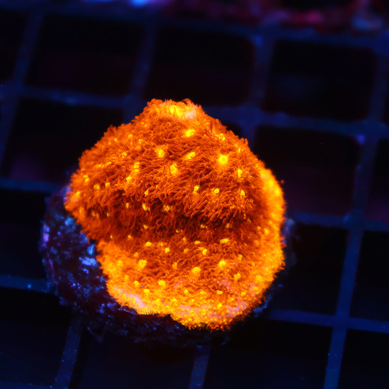 TCK Orange Psammocora