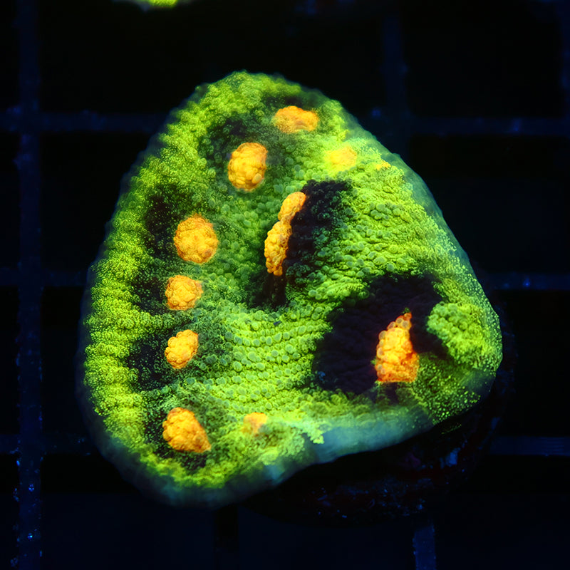 JF Raja Rampage Chalice