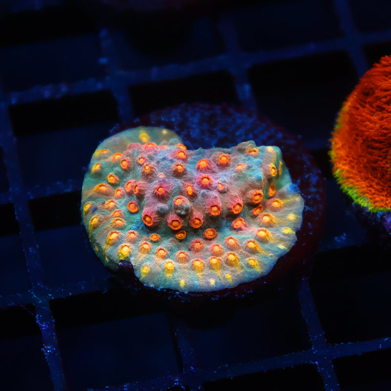 TCK Rainbow Comet Cyphastrea
