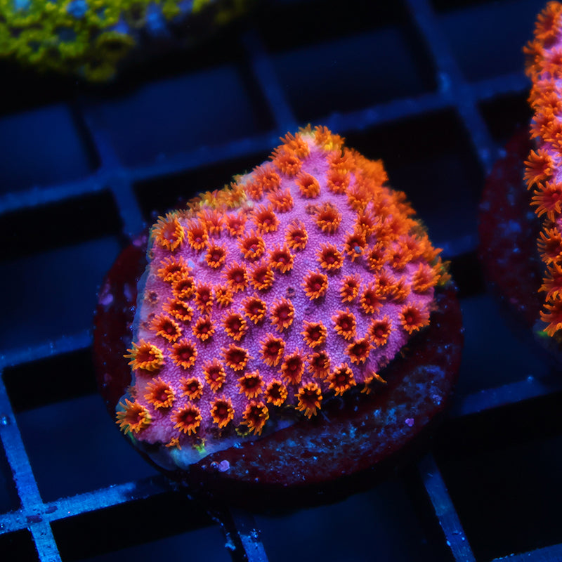 Skittles Bomb Cyphastrea