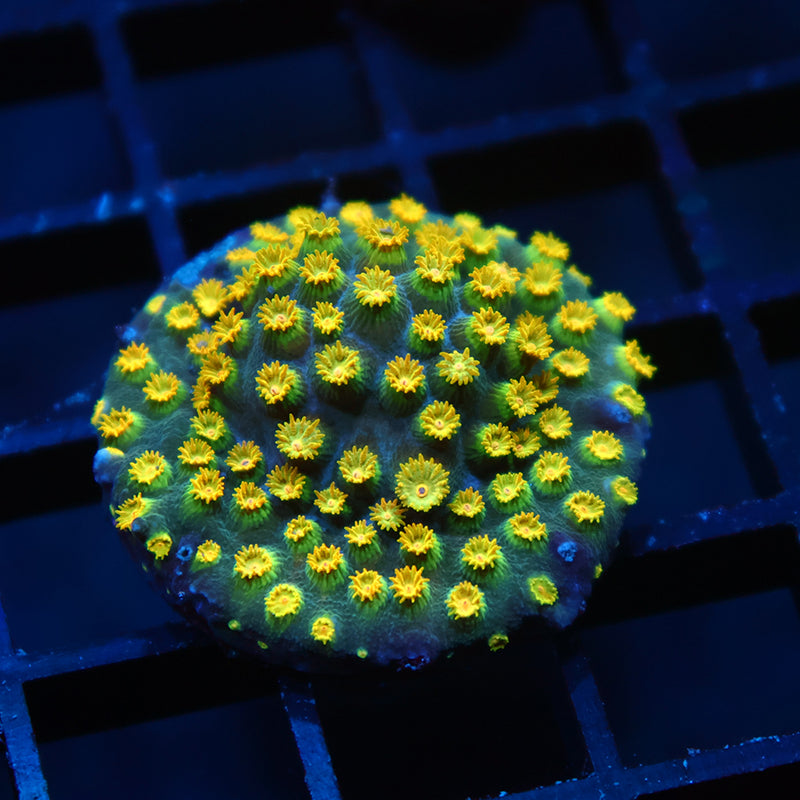 Zoolander Cyphastrea