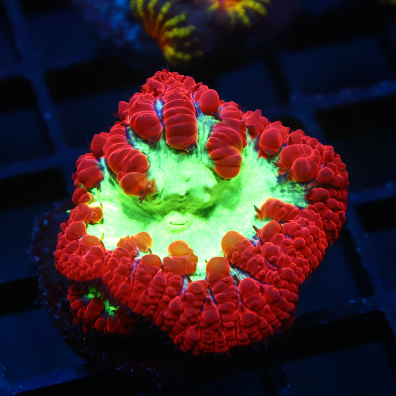 TCK Big Polyp Sour Apple Blasto