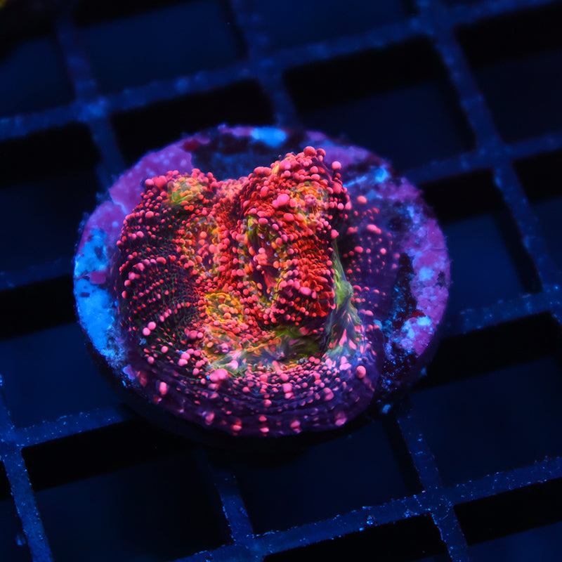 TCK Rimless Watermelon Chalice
