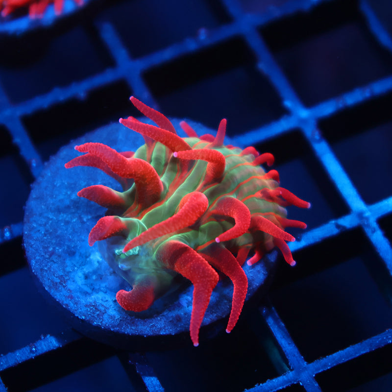 BSA Crazy Diaseris