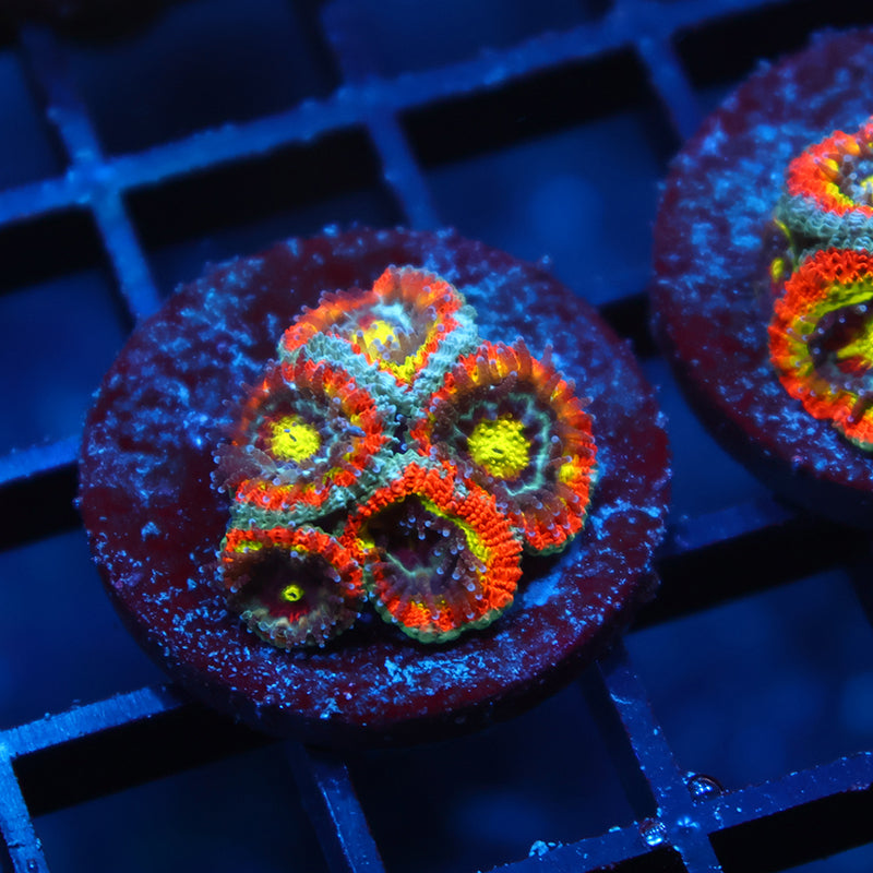 TCK HG Micromussa