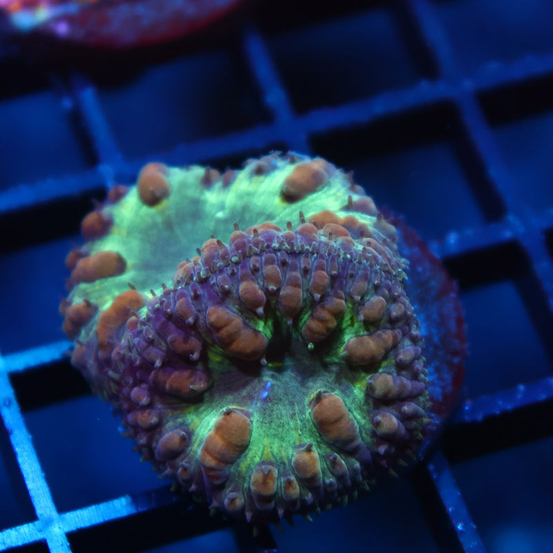 TCK Big Polyp Green Blasto