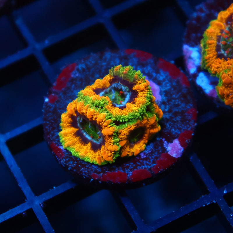 TCK OG Mardi Gras Acans