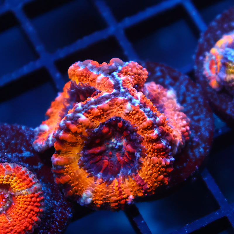 TCK Sunrise Acan