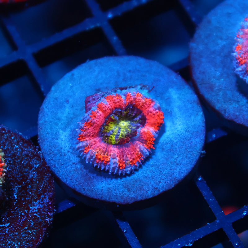 Neptunes Crown Acan