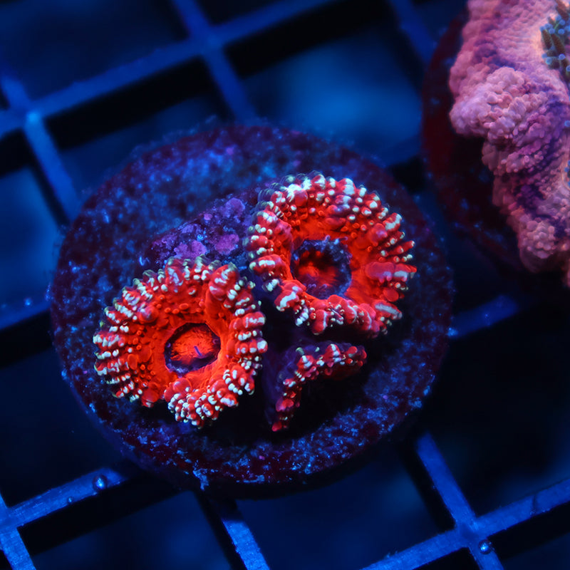 TCK Glitter Acan