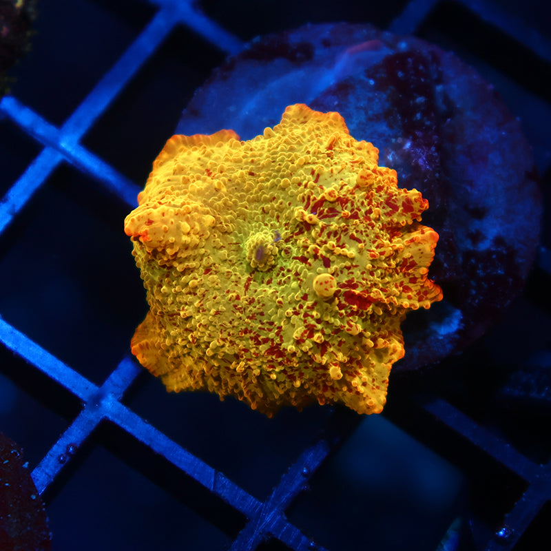 Mythical Coral's Eclectus Bounce