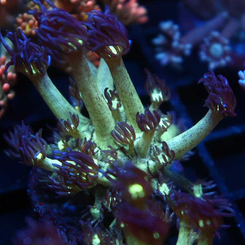 UC Space Glitter Goni