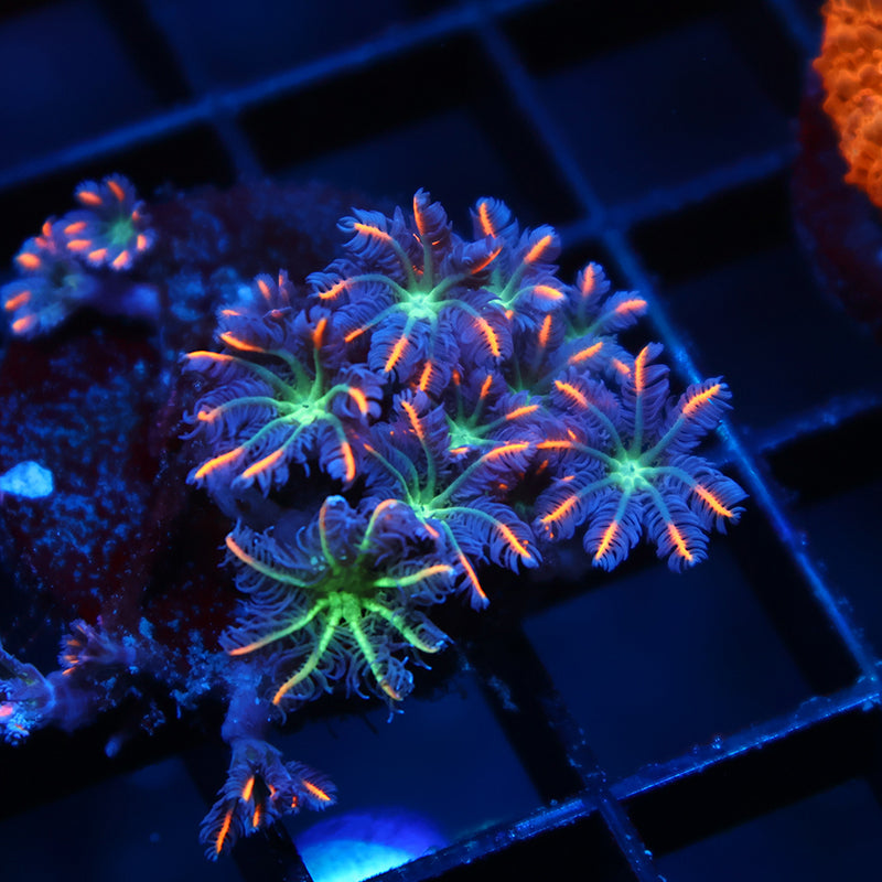 TCK Fireworks Cloves