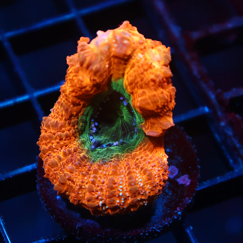 TCK Orange Creamsicle Bowerbanki