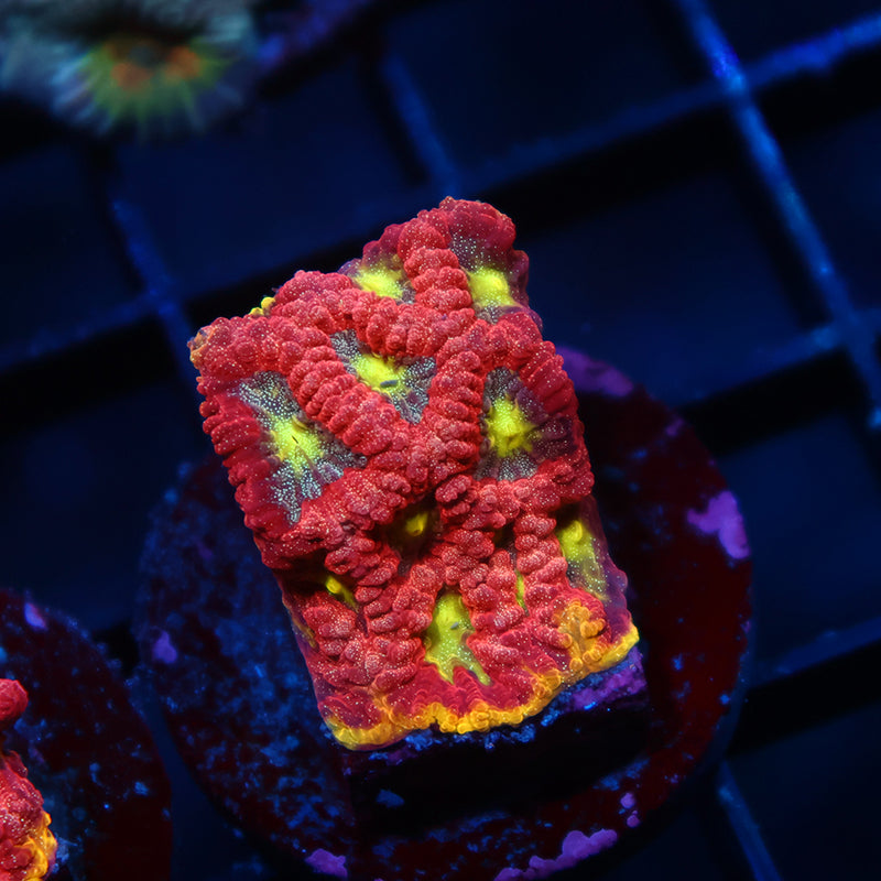 WWC Blood Diamond Favia