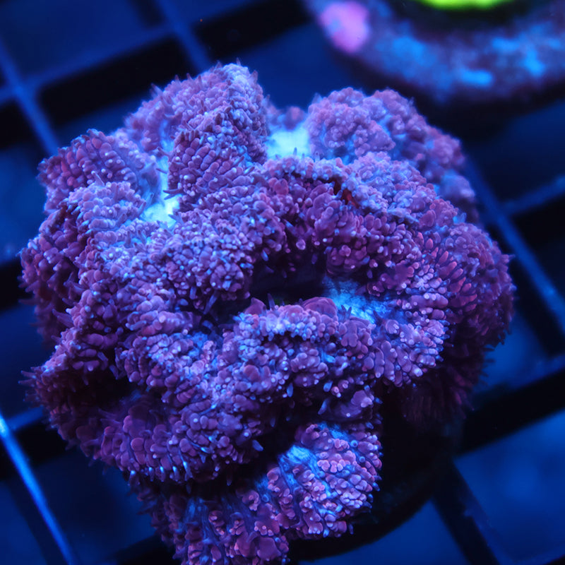 Lg TCK Frosted Purple Blastos