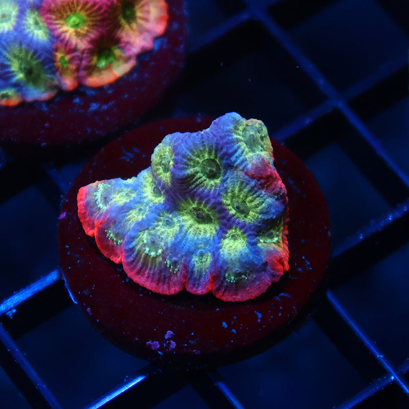 JF Dayglo Favia