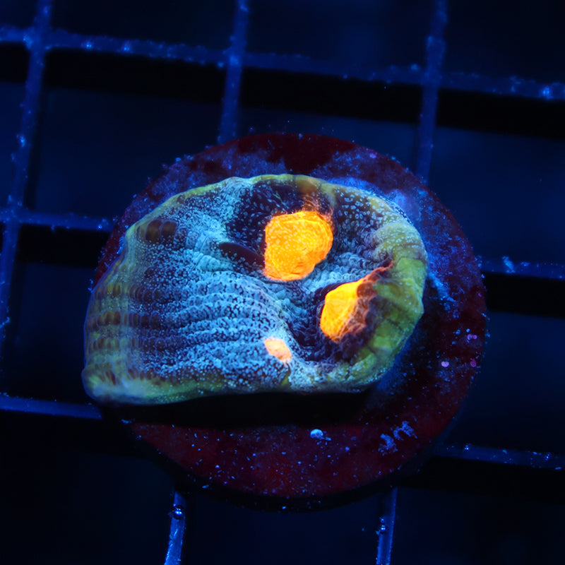 TCK Halloween Mycedium