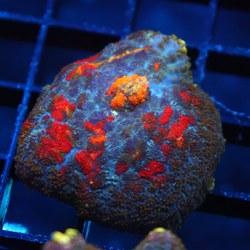 TCK Rainbow Rhodactis Rug Mushroom
