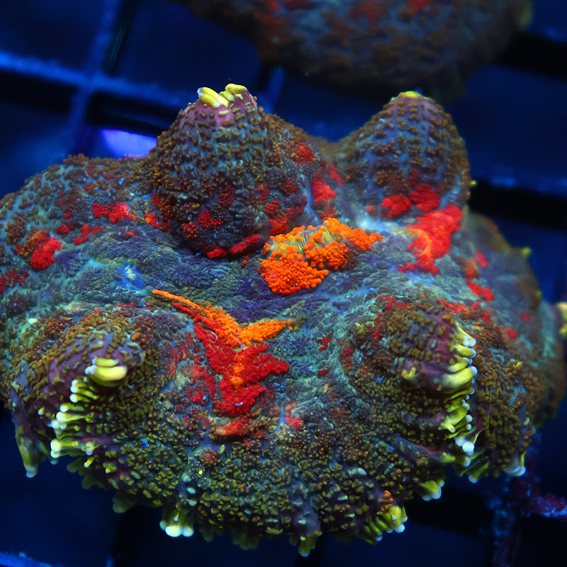 TCK Rainbow Rhodactis Rug Mushroom