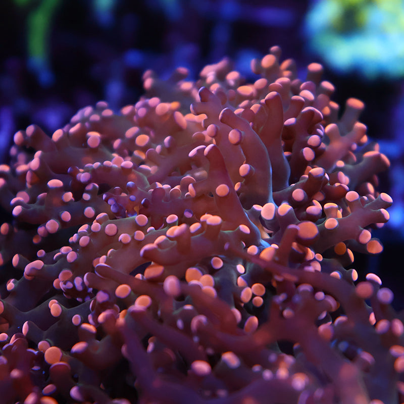 TCK Branching Peach Frogspawn