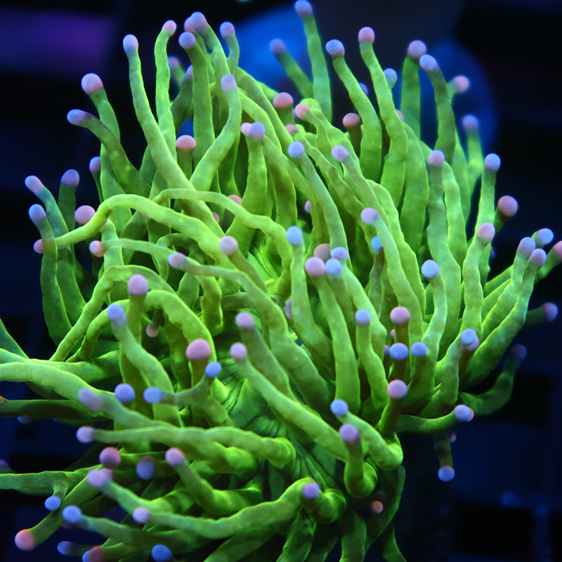 TCK Bicolor Tips Neon Torch
