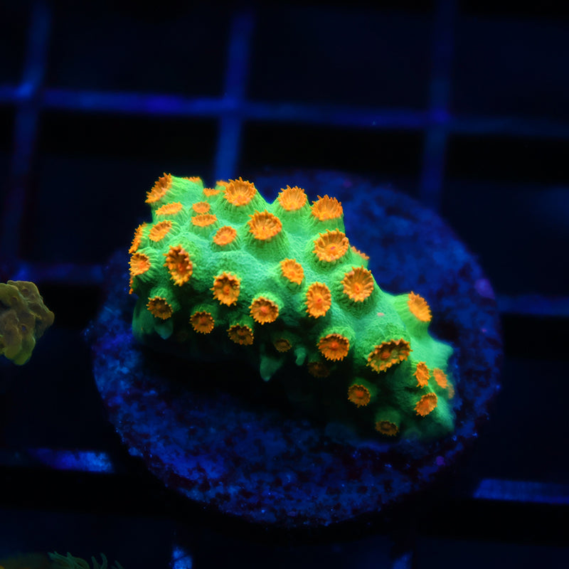 Reptar Cyphastrea