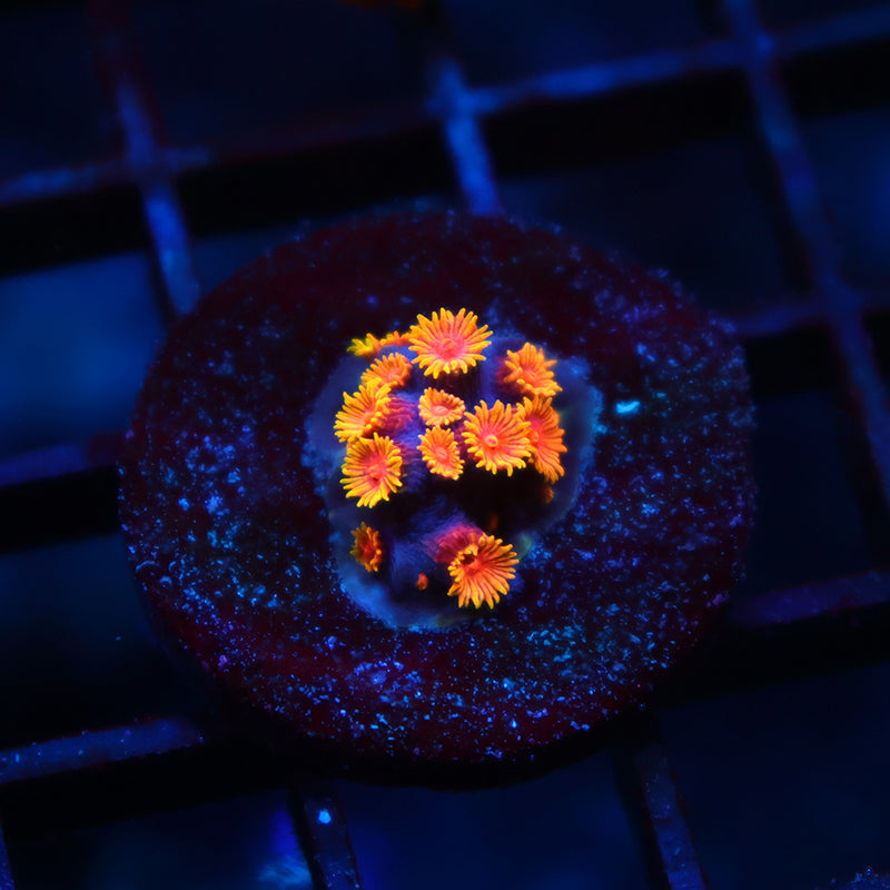 WWC Bizarro Cyphastrea